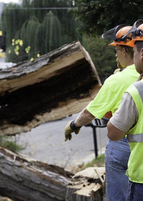 Tree Removal Kent WA